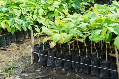 Forest grow up from seeds Stock Photos