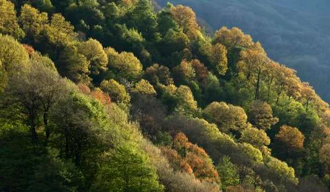 Forest growing on the hillside Stock Photos