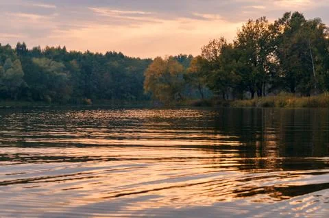 The forest grows on the banks of the river Photos