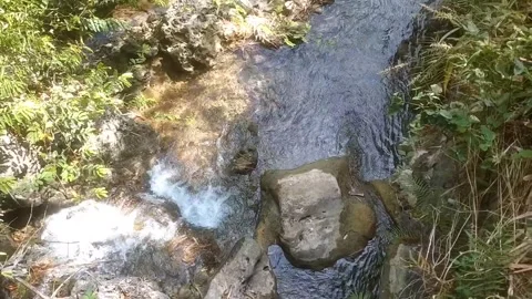 The Forest Guardian Video stock 334836911