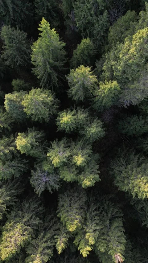 Forest at Gurnigel during Autumn Stock Footage 220486871
