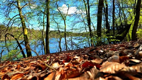 Forest Hammock by Lake in Spring Video stock 333571285