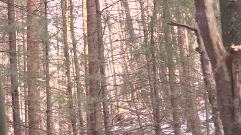 The Forest of the Hanged 스톡 동영상 137642629