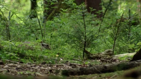 Forest hare on grassy clearing surrounded by trees in springtime Stock Footage 322216724