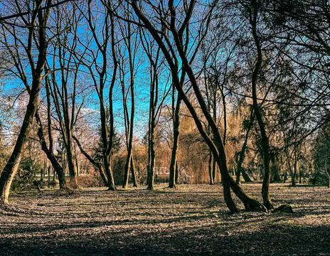 Forest harmony: Symphony of nature Stock Photos