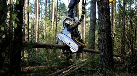 Forest Harvester in action - cutting down tree. A specialized Feller Buncher saw Stock Footage 56042398