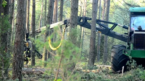 Forest Harvester in action - cutting down tree. Stock Footage 62708439