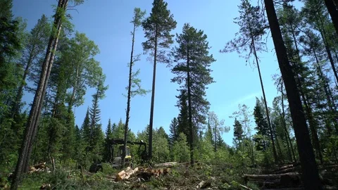 Forest Harvester in action - cutting down tree. Stock Footage 77525173