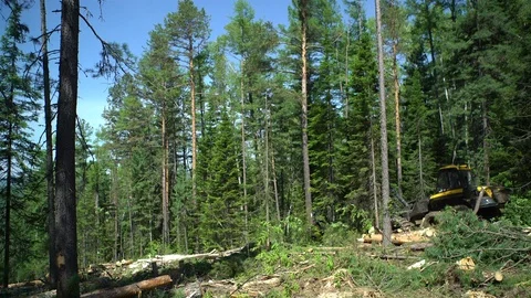 Forest Harvester in action - cutting down tree. Stock Footage 77657544