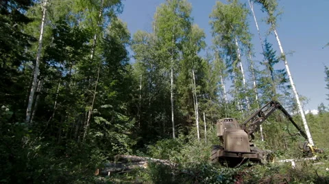 Forest Harvester in action Stock Footage 59563463