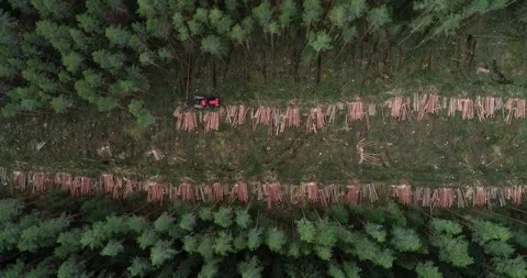Forest harvester cutting down pine trees on a clear-cut area Stock Footage