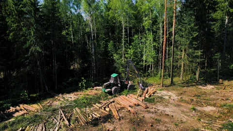 Forest harvester during sawing trees in a forest. Stock-Footage 156610356