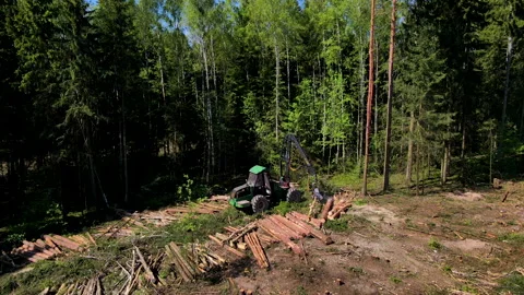 Forest harvester during sawing trees in a forest. 스톡 동영상 156610650