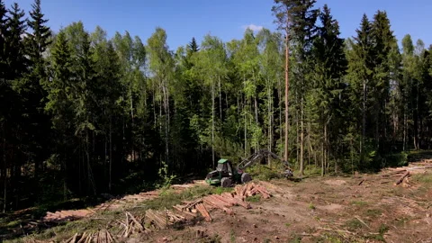 Forest harvester during sawing trees in a forest. Stock-Footage 156613135
