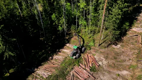 Forest harvester during sawing trees in a forest. Stockbeeldmateriaal 156633834