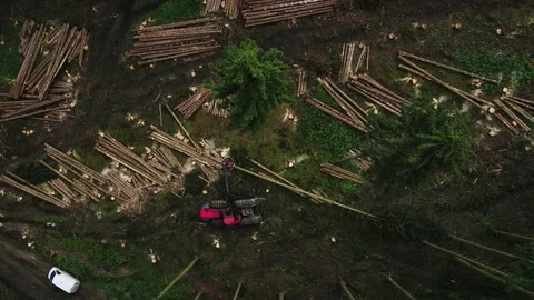 Forest harvester during sawing trees in forest. Forestry tree harvester in Stock Footage 161136276