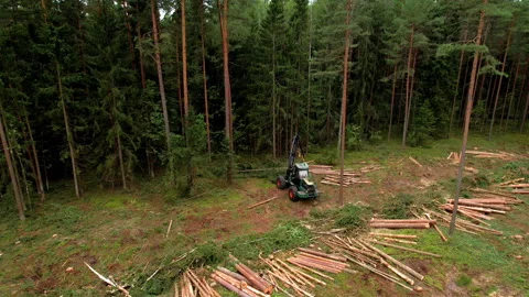 Forest harvester during sawing trees in a forest. Stock Footage 161413013