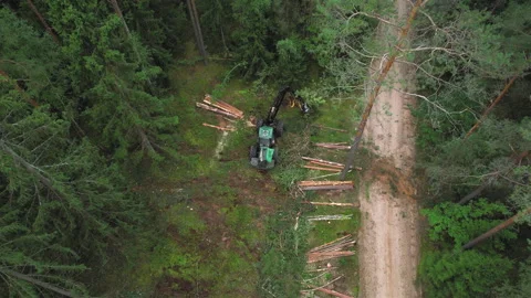 Forest harvester during sawing trees in a forest. Видео 167058489