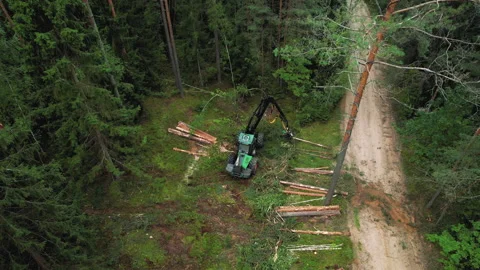 Forest harvester during sawing trees in a forest. Vídeos de archivo 167059070