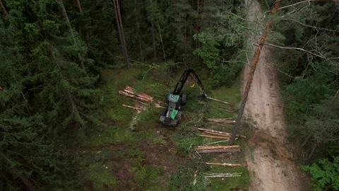 Forest harvester during sawing trees in a forest. 스톡 동영상 206418082