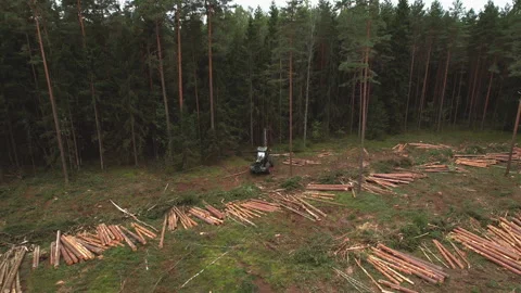 Forest harvester during sawing trees in a forest. Forestry tree harvester Video stock 213341541