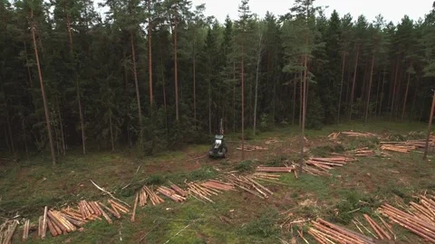 Forest harvester during sawing trees in a forest. Forestry tree harvester Видео 213341568