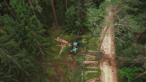 Forest harvester during sawing trees in a forest. Forestry tree harvester Stock Footage 213625644