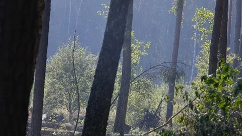 Forest harvester fells sawed tree, falling felled tree Vidéo 102397538