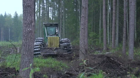 Forest harvester at work Stock Footage 47654757
