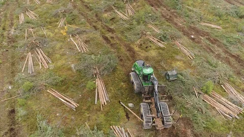 Forest harvester at work Stock Footage 104444296