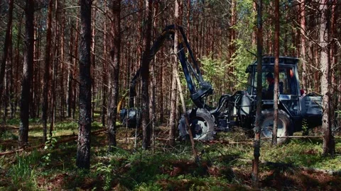 Forest harvester at work - processing spruce forest. Claw manipulator of industr Stock Footage 157294491