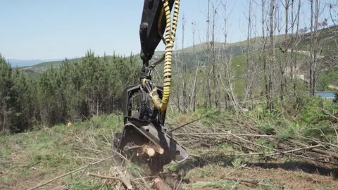Forest harvester at work. Processing spruce. Stock Footage 162278463