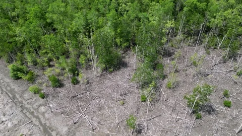 Forest has been cut down, leaving bare land visible from above Video stock 325790122