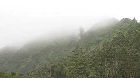 Forest in Hawaii Video stock 45920023