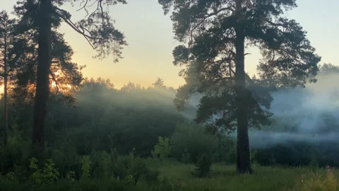 Forest in the haze Stock Footage 167416972