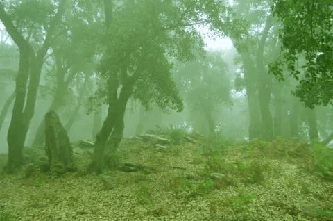 Forest in haze Stock Photos