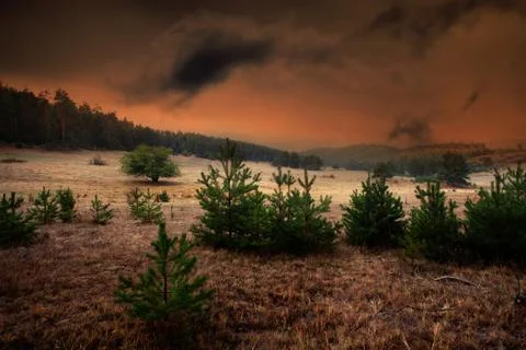 Forest hdr Stock Photos