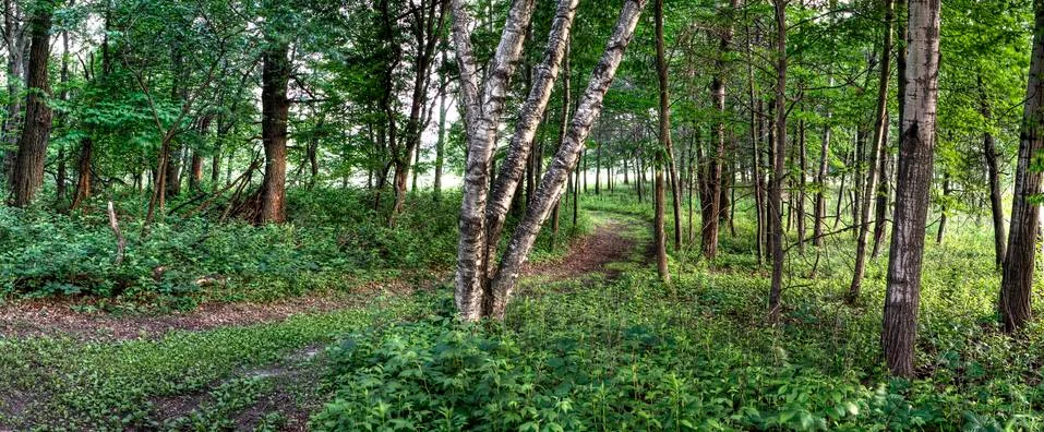 Forest in hdr Foto stock