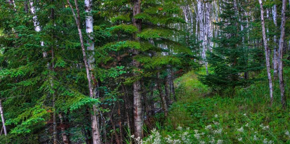 Forest in hdr Stock Photos
