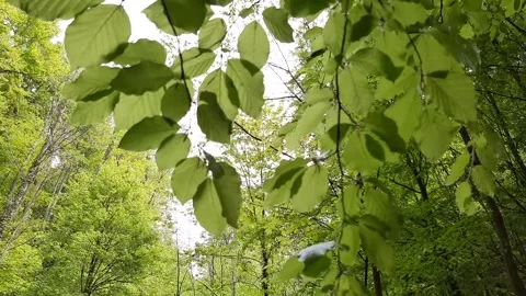 Forest Healing Video stock 243147421