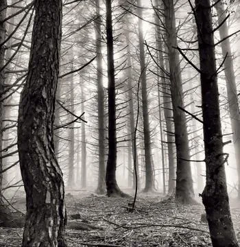 Forest in the heart of the mist Stock Photos