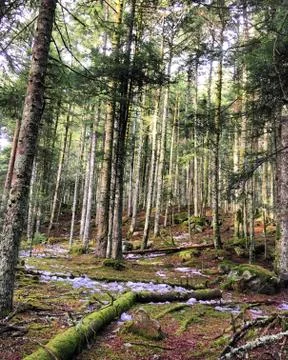 Forest in the heart of the winter Stock Photos