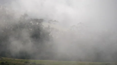 Forest in heavy fog Stock Footage 56609424