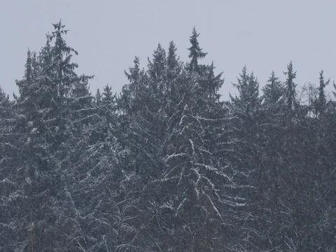 Forest in heavy snowfall Video stock 84862314