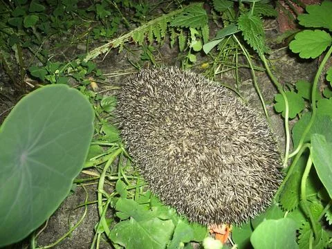 Forest hedgehog in protective position Stock Photos