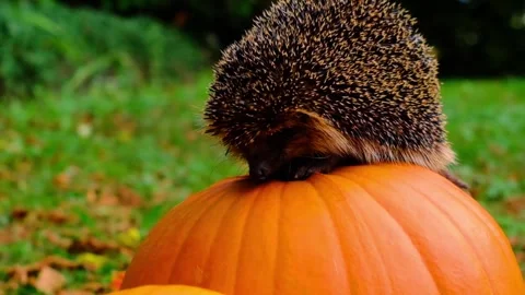 Forest hedgehog on Pumpkins in the garden. Prickly gray hedgehog Stock Footage 313153726