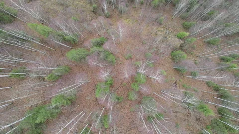 Forest from a height Stock Footage 142131824