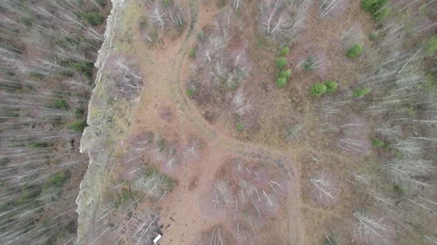 Forest from a height Stock Footage 142132087