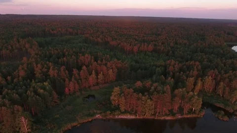 Forest from a height at sunset Stock Footage 78627673