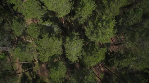 Forest from helicopter 01 Stock Footage 36875645